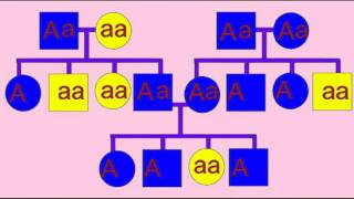 Celebrity PEDIGREE ANALYSIS 3 Profile