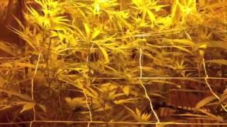 Blue Dream and Green Crack day 14