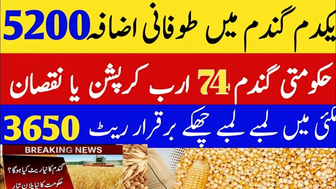 Today Wheat price in punjab//گندم کا ریٹ2026/munji makki till sarso/Galla mandi rate today 2026