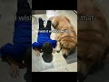 I don't say what I'm thinking..... #dog #goldenretriever #dogshorts #dogmom #puppy