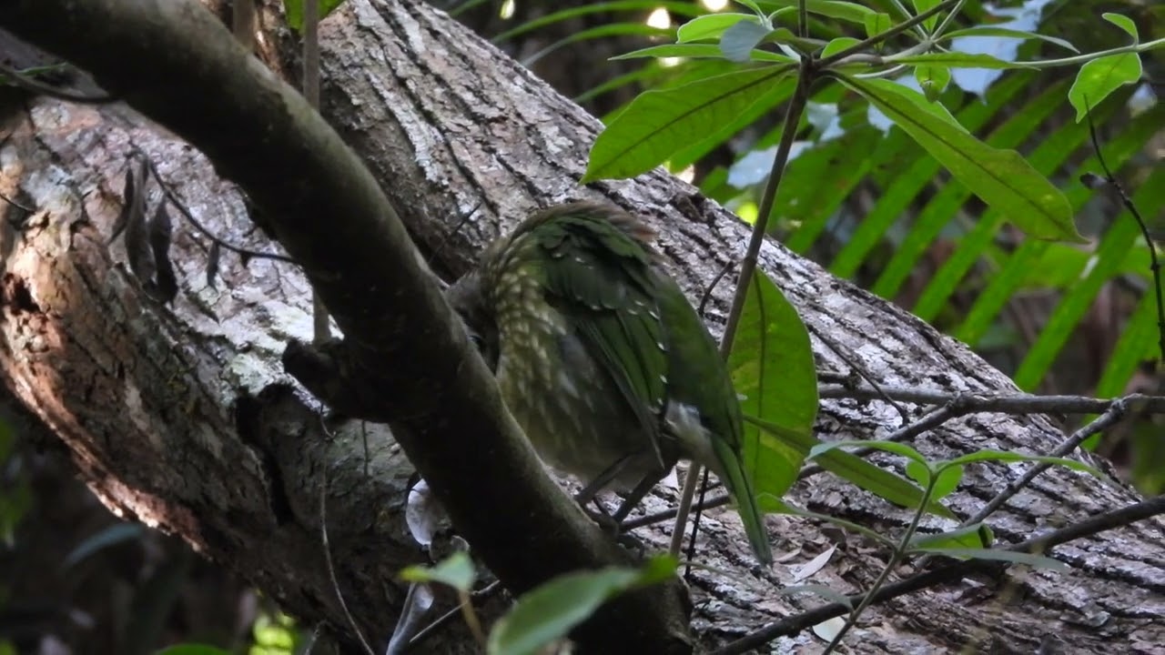Spotted Catbird (Ailuroedus melanotis)