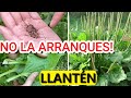 Si Ves Esta PLANTA Es Tu Dia de SUERTE..| Usos y PROPIEDADES Del LLANTÉN 🌿