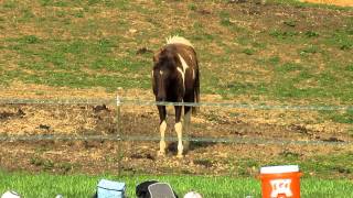 Canon Powershot Sx230 Hs Hd Video Zoom Test Horse Poop Action Shot