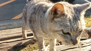 顔見るなりこっちに向かってくる野良猫、ベンチで隣に座ったら・・・