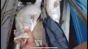 Bắt Cá Vược ( CÁ Chẻm)   Khủng | máy kích cá 40fer. 2021| Bá cá vược khủng|