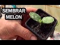 Como Y Cuando Sembrar Melón - Consejos Y Trucos - El Semillero || La Huertina De Toni