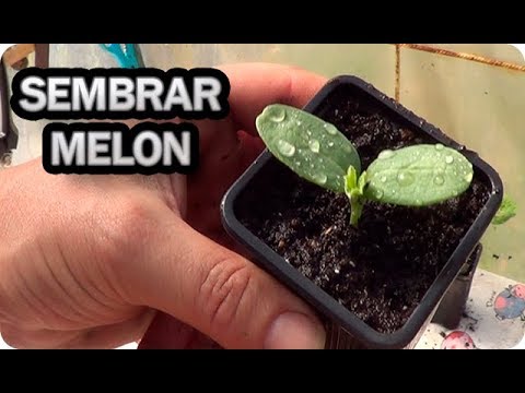 Video: ¿Cómo plantar semillas de melón?