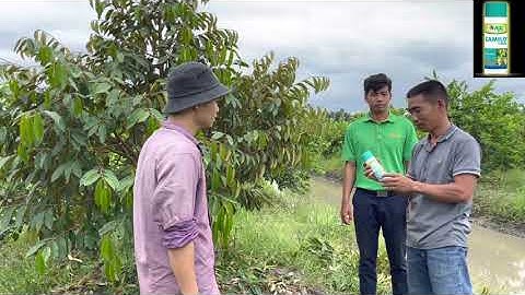 CAMILO 150SC ADC TRỊ BỆNH THÁN THƯ SẦU RIÊNG VÀ XOÀI RẤT HIỆU QUẢ