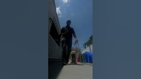 Mila Working On The Heel, Back And Come Commands By Smart Start Puppies