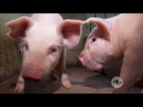Paso a paso de la castración en cerdos | La Finca de Hoy