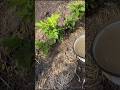 Подкормка Ремонтантной Малины Весной #shorts