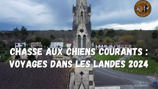 Les sangliers Landais : vlog voyage chasse aux chiens courants landes 2k24