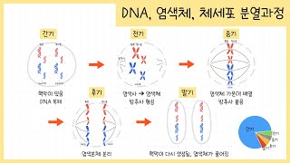 [중3 생식과 유전] 1강. DNA란?￨염색체가 형성되는 이유￨체세포 분열 과정￨👶🏻🧬🧑🏻