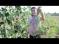 Harvest Long Beans For Cooking / Long Beans Curry With Beef Recipe / Cooking With Sreypov