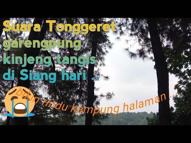 Suara Tonggeret, garengpung atau kinjeng tangis siang Hari | katydid sound class=