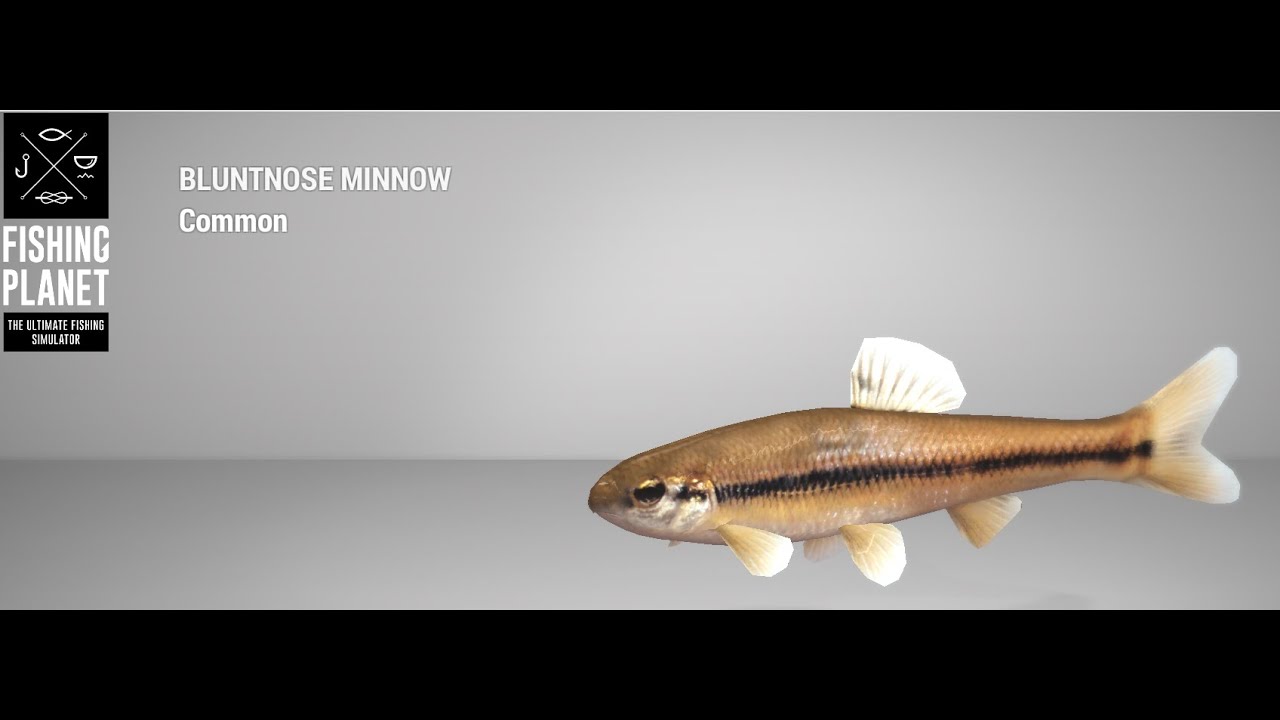 Fishing Planet - Mudwater River - Bluntnose Minnow - Float 