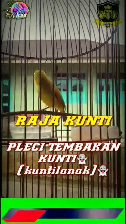 TEMBAKAN PLECI 