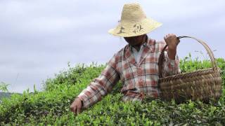 Qi Groene Thee, Gemaakt In Vriendschap