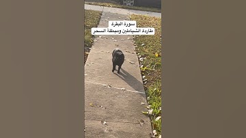 #سورة_البقرة #قرآن #علاج #السحر #رقية_شرعية #المصحف #العراق #السعودية #طيور #البادجي #quran #birds