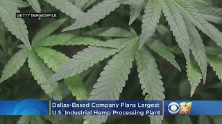 Dallas-Based Panda Biotech Plans Largest U.S. Industrial Hemp Processing Plant