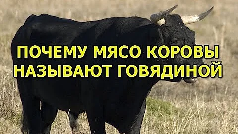 Почему мясо коровы называют говядиной