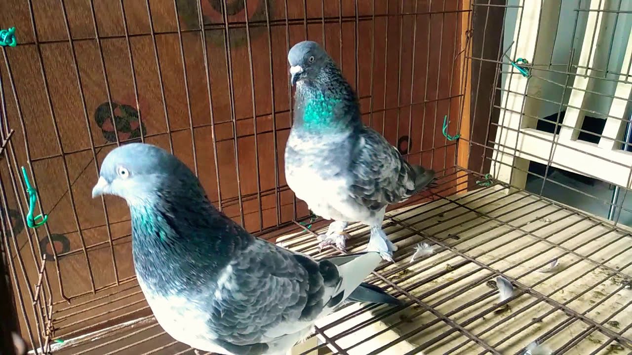 The Beauty Of Giribaz Pigeon YouTube the-beauty-of-giribaz-pigeon-youtube