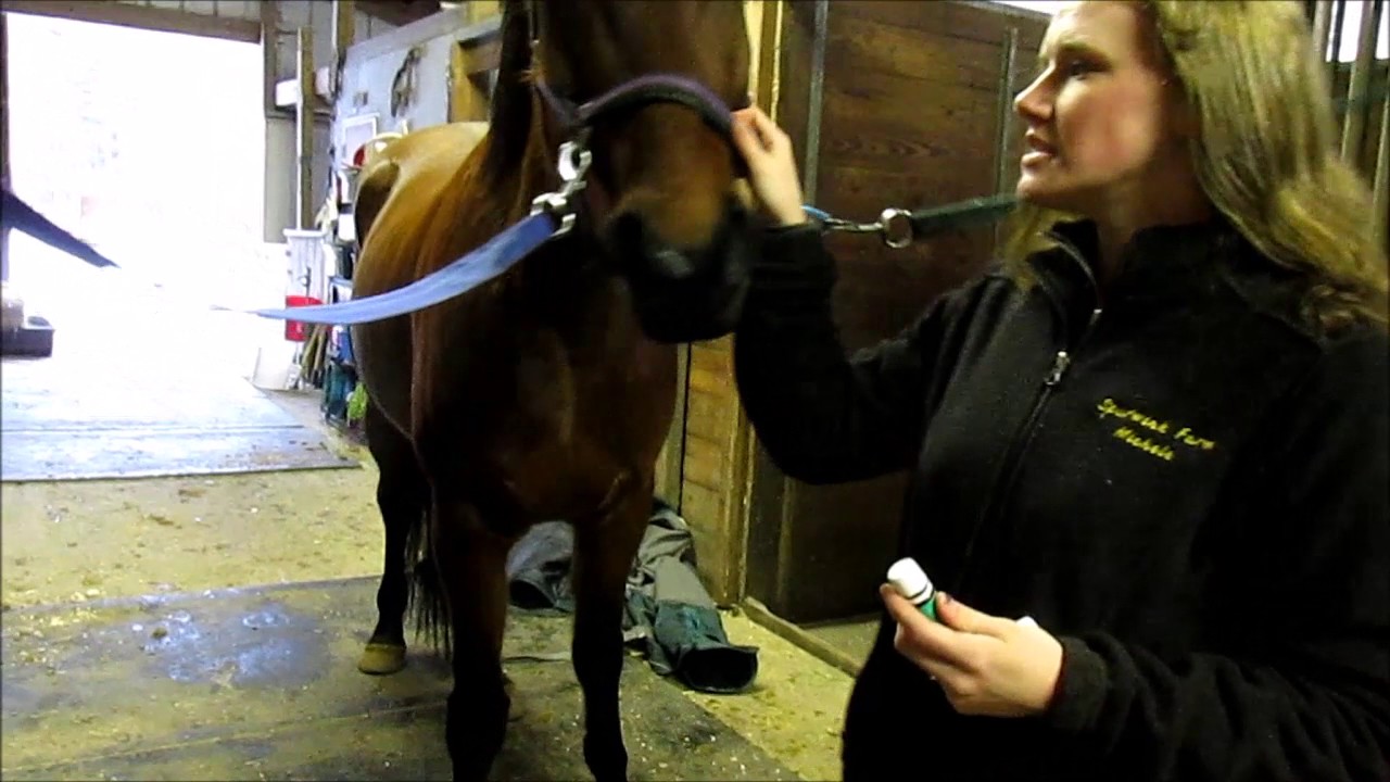 How To use Essential Oils and Horses YouTube