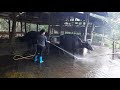 An applicant of japan dairy company under training of carabao hand milking2