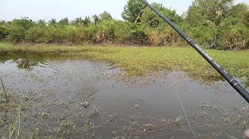 câu cá lóc ao rau muống...