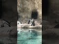 Tulsa zoo penguins