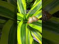 💡Did you know? The Museum’s butterflies go through more than 100 pounds of fruit every