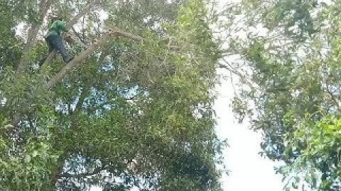 anh thợ cưa hạ hai cây tràm bông vàng rất to cấp mé đường ở lò gạch