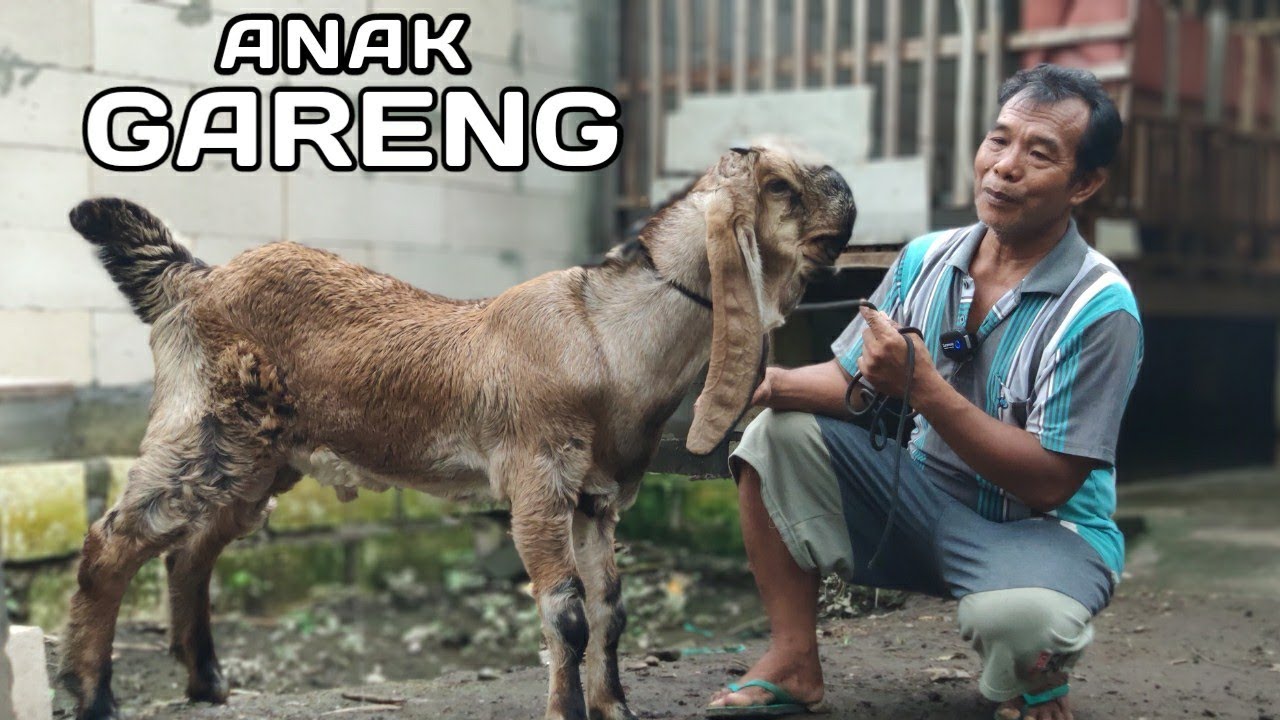 PENDATANG BARU ANAK GARENG MENYALA 🔥DI KONTES JERABANG TULUNGAGUNG