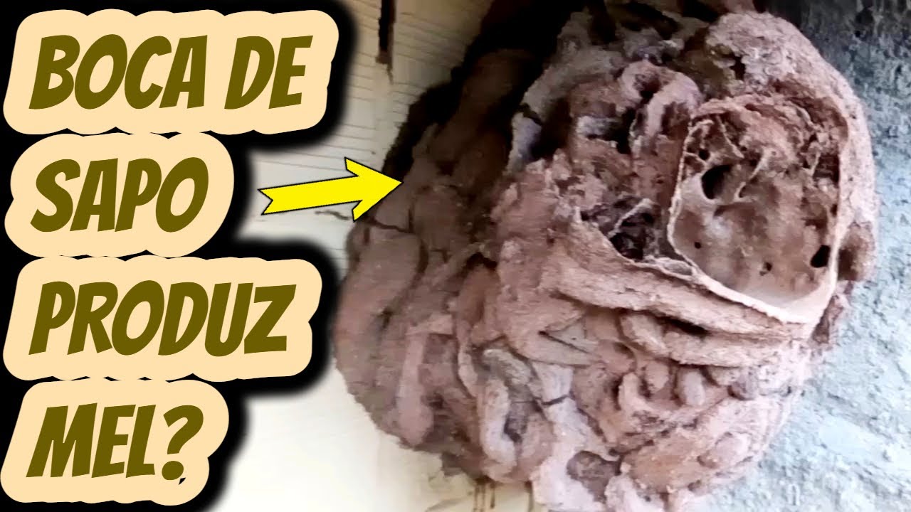 Abelha nativa sem ferrão boca de sapo Partamona helleri produz mel? Qual quantidade produção?