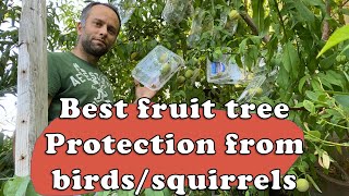 Best fruit tree protection method from bids and squirrels
