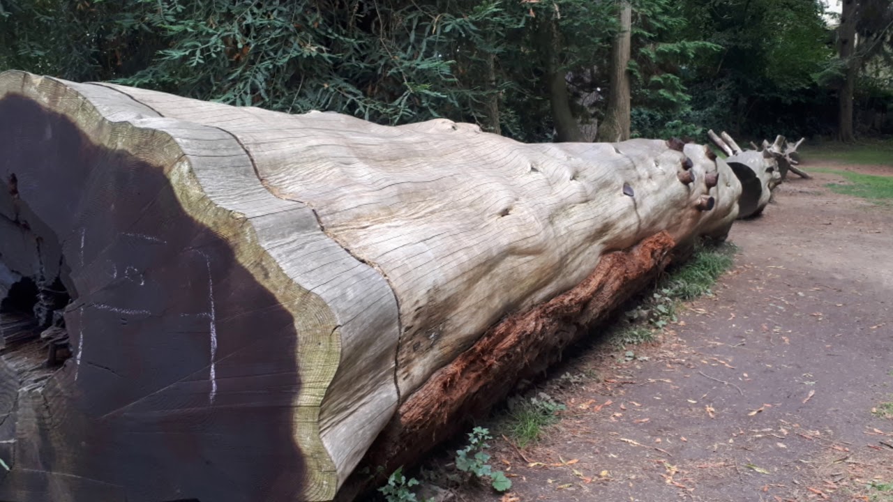 Botanischer Garten Freiburg 11 August 2019 Youtube