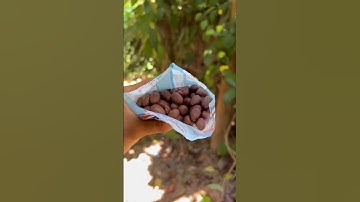 New Arrival Peanuts 🥜 #viral #trending #sufailsvibes #m4tech #youtubeshorts #short