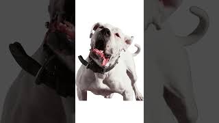 Dog PNG Design Bundle for Digital Crafting and Printing  #dogbreed #digitalprintables