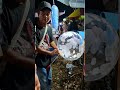 penempelan balon led pvc 😍 #balonkarakter #balloon