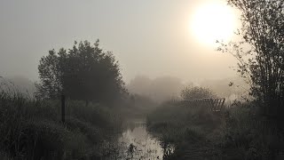 Een mistige morgen / A misty Morning.