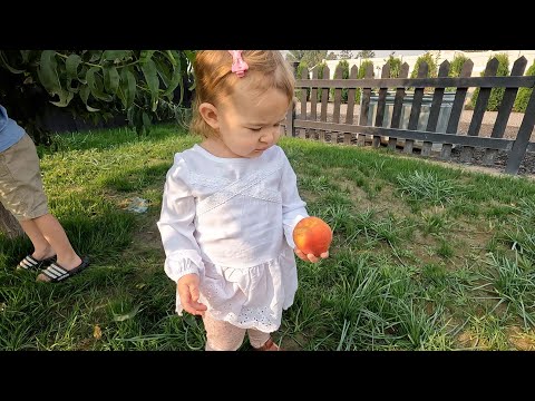 Video: Harko Nectarine Txiv Hmab Txiv Ntoo - Lub Tswv Yim Kom Loj Hlob Harko Nectarines