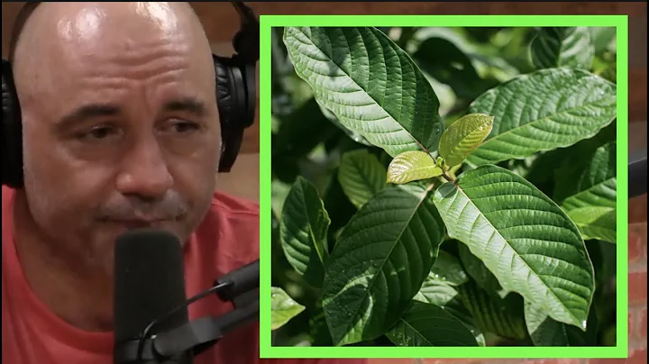 Joe Rogan | Kratom Gets You High!!