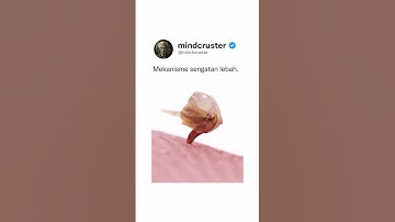 Cara kerja sengatan lebah