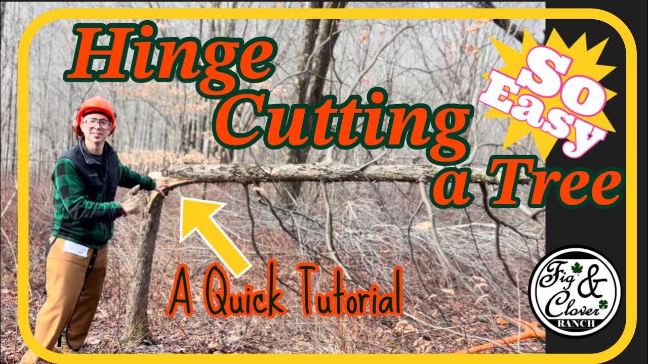 Hinge cutting trees for deer easy youtube