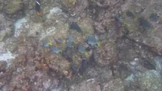 Yellow-Tailed Surgeonfish