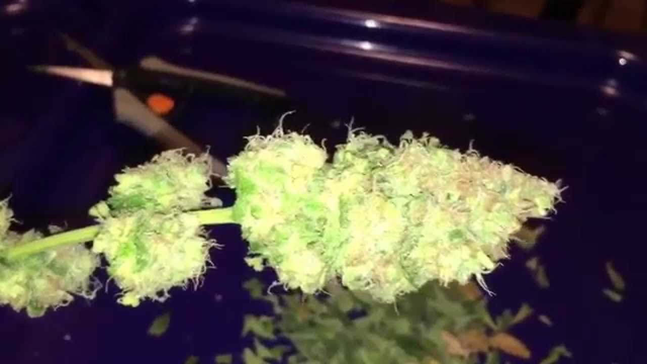 WWxBB Female Seeds Harvest: Day 65