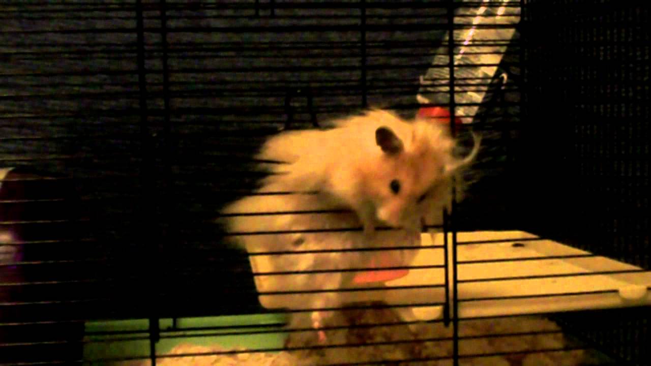 hamster squeezing through cage
