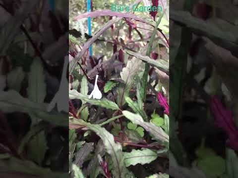 Video: Hemigraphis Dragon's Tongue – Growing Dragon's Tongue In An Aquarium