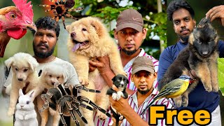 Free Adoption Puppies | Tarantula & Bear Dog in Chennai Broadway Sunday Pets Market