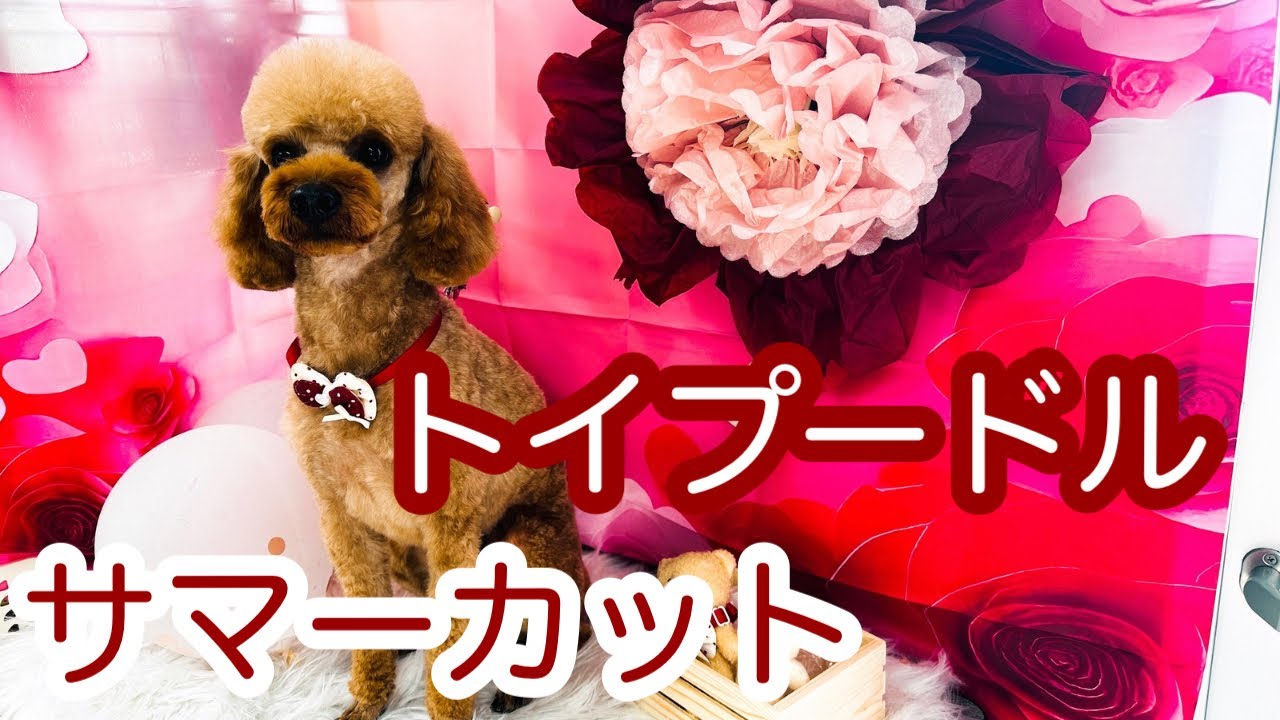 【トイプードル】サマーカットでスッキリ可愛く！